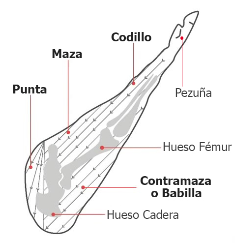 Partes del jamón